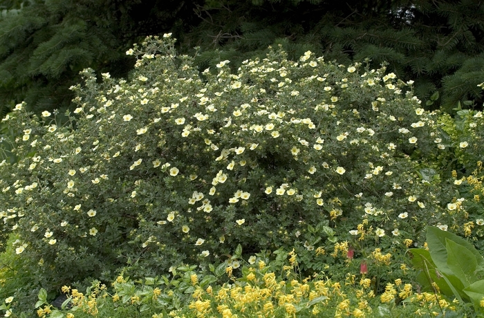 Cinquefoil - Potentilla fruticosa 'Primrose Beauty' from Scotts Garden Centre Cinquefoil - Potentilla fruticosa 'Primrose Beauty' from Scotts Garden Centre