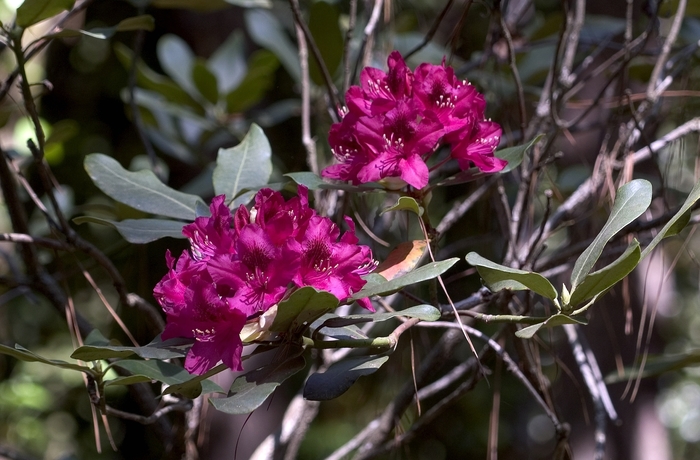 Rhododendron - Rhododendron 'Nova Zembla' from Scotts Garden Centre Rhododendron - Rhododendron 'Nova Zembla' from Scotts Garden Centre