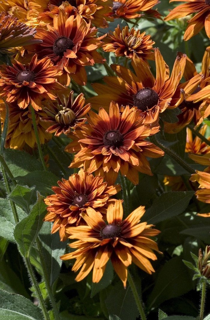 Black Eyed Susan - Rudbeckia hirta from Scotts Garden Centre Black Eyed Susan - Rudbeckia hirta from Scotts Garden Centre