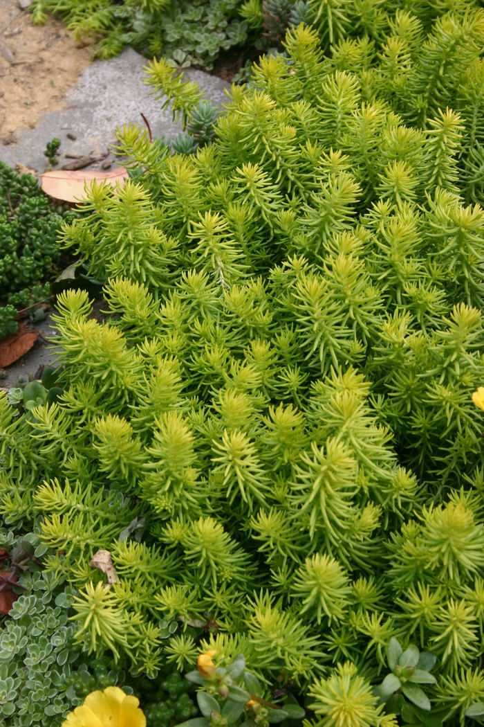 Sedum �Angelina� Stonecrop Scotts Garden Centre