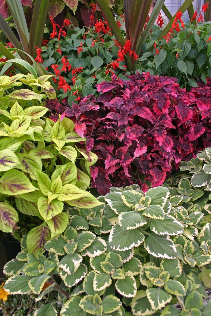 Coleus - Coleus from Scotts Garden Centre Coleus - Coleus from Scotts Garden Centre
