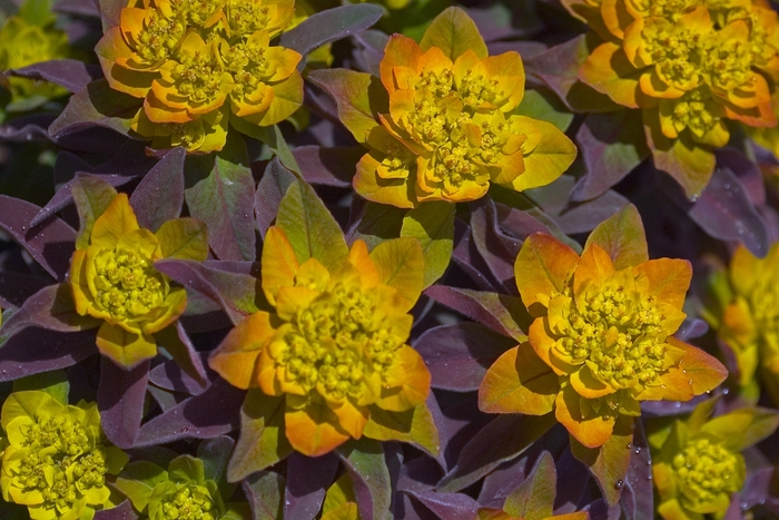 Spurge-Cushion - Euphorbia polychroma 'Bonfire' from Scotts Garden Centre Spurge-Cushion - Euphorbia polychroma 'Bonfire' from Scotts Garden Centre