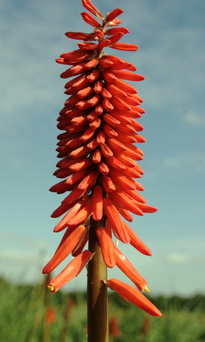 Red Hot Poker - Kniphofia 'Nancy's Red' from Scotts Garden Centre Red Hot Poker - Kniphofia 'Nancy's Red' from Scotts Garden Centre