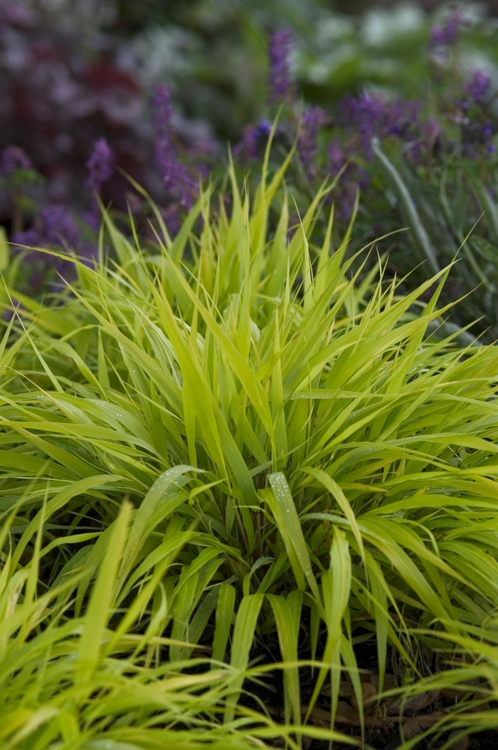 Japenese Forest Grass - Hakonechloa macra 'All Gold' from Scotts Garden Centre Japenese Forest Grass - Hakonechloa macra 'All Gold' from Scotts Garden Centre