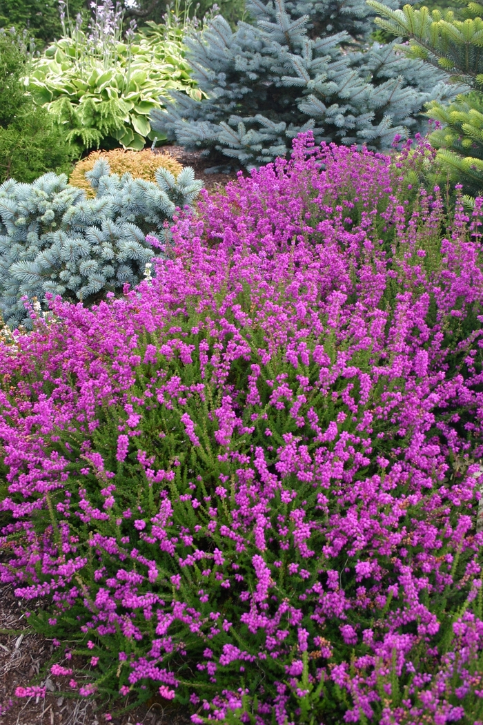 Bell Heather - Erica cinerea 'Purple Bell' from Scotts Garden Centre Bell Heather - Erica cinerea 'Purple Bell' from Scotts Garden Centre