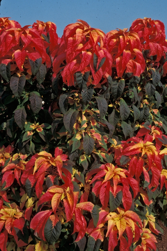 Summer Poinsettia - Amaranthus 'Illumination' from Scotts Garden Centre Summer Poinsettia - Amaranthus 'Illumination' from Scotts Garden Centre