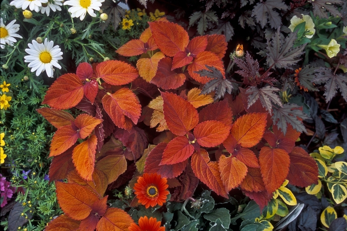 Coleus - Coleus 'Sedonna' from Scotts Garden Centre Coleus - Coleus 'Sedonna' from Scotts Garden Centre