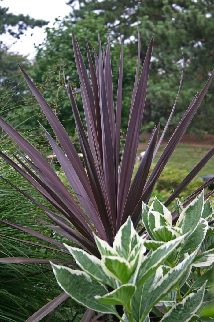 False Dracaena - Cordyline australis 'Red Sensation' from Scotts Garden Centre False Dracaena - Cordyline australis 'Red Sensation' from Scotts Garden Centre