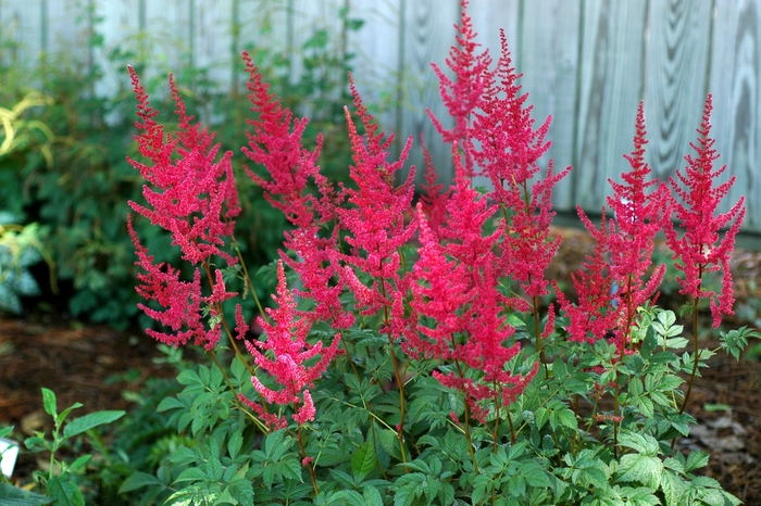 Astilbe - Astilbe x arendsii 'Radius' from Scotts Garden Centre Astilbe - Astilbe x arendsii 'Radius' from Scotts Garden Centre