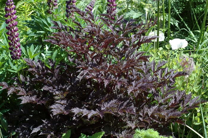 Branched Bugbane - Actaea ramosa 'James Compton' from Scotts Garden Centre Branched Bugbane - Actaea ramosa 'James Compton' from Scotts Garden Centre