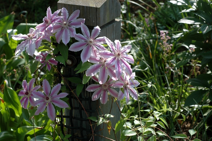 Hybrid Clematis - Clematis hybrid 'Nellie Moser' from Scotts Garden Centre Hybrid Clematis - Clematis hybrid 'Nellie Moser' from Scotts Garden Centre
