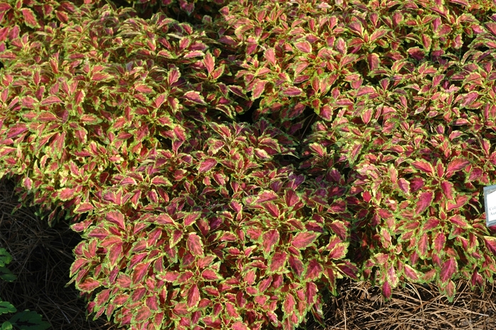 Coleus - Solenostemon scutelleriodes 'Aurora Black Cherry' from Scotts Garden Centre Coleus - Solenostemon scutelleriodes 'Aurora Black Cherry' from Scotts Garden Centre