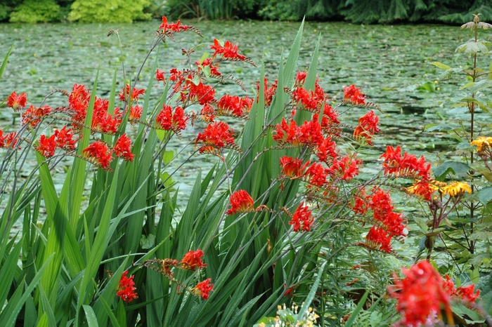 Montbretia - Crocosmia x crocosmiiflora 'Lucifer' from Scotts Garden Centre Montbretia - Crocosmia x crocosmiiflora 'Lucifer' from Scotts Garden Centre