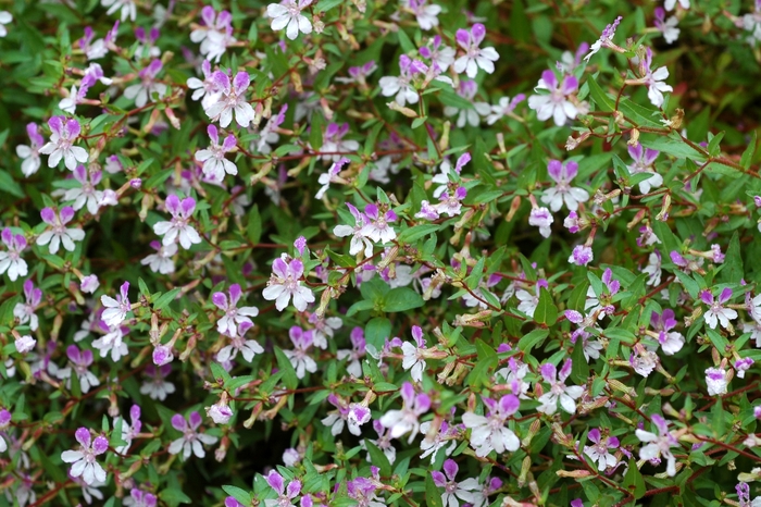 Cuphea - Cuphea palustris 'Rosy Glow' from Scotts Garden Centre Cuphea - Cuphea palustris 'Rosy Glow' from Scotts Garden Centre
