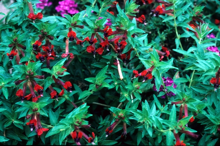 Cuphea - Cuphea x purpurea 'Firecracker' from Scotts Garden Centre Cuphea - Cuphea x purpurea 'Firecracker' from Scotts Garden Centre