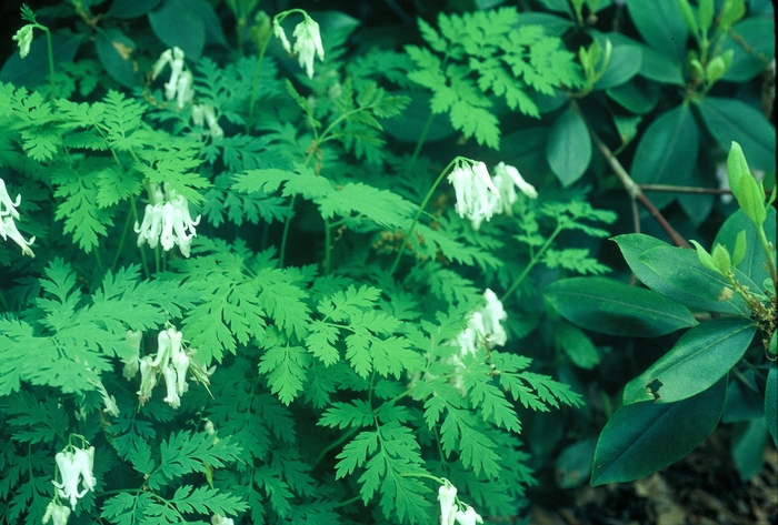 Fringed Bleeding Heart - Dicentra spectabilis 'Alba' from Scotts Garden Centre Fringed Bleeding Heart - Dicentra spectabilis 'Alba' from Scotts Garden Centre