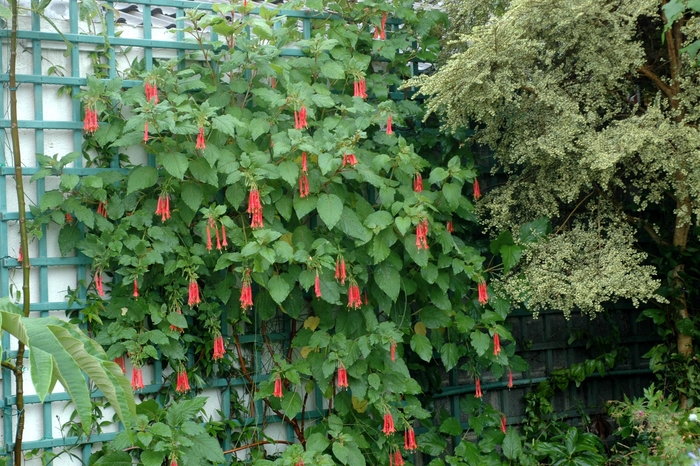 Fuchsia - Fuchsia gesneriiflora from Scotts Garden Centre Fuchsia - Fuchsia gesneriiflora from Scotts Garden Centre
