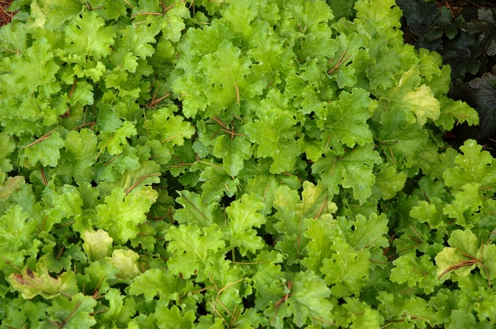Coral Bells - Heuchera 'Lime Rickey' from Scotts Garden Centre Coral Bells - Heuchera 'Lime Rickey' from Scotts Garden Centre