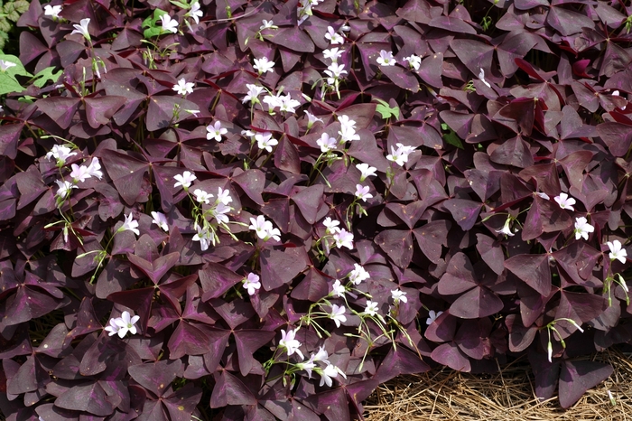 Ornamental Purple Shamrock - Oxalis regnellii 'Purpurea' from Scotts Garden Centre Ornamental Purple Shamrock - Oxalis regnellii 'Purpurea' from Scotts Garden Centre