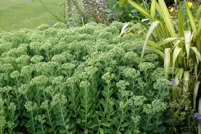 Hybrid Stonecrop - Sedum hybrid 'Autumn Joy' from Scotts Garden Centre Hybrid Stonecrop - Sedum hybrid 'Autumn Joy' from Scotts Garden Centre