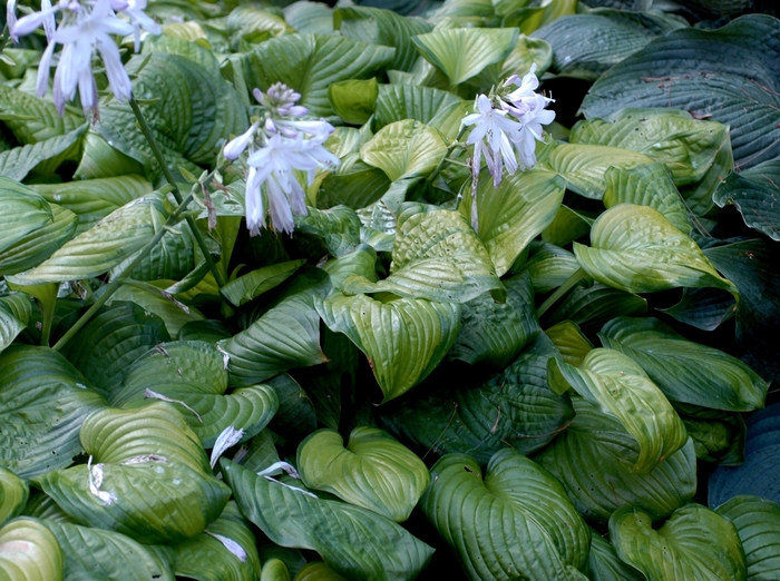 Hosta - Plantain Lily - Hosta 'Guacamole' Hosta - Plantain Lily - Hosta 'Guacamole'