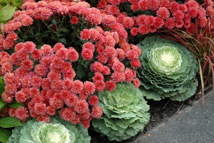 Ornamental Kale - Brassica oleracea from Scotts Garden Centre Ornamental Kale - Brassica oleracea from Scotts Garden Centre