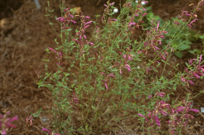 Mosquito Plant - Agastache cana from Scotts Garden Centre Mosquito Plant - Agastache cana from Scotts Garden Centre