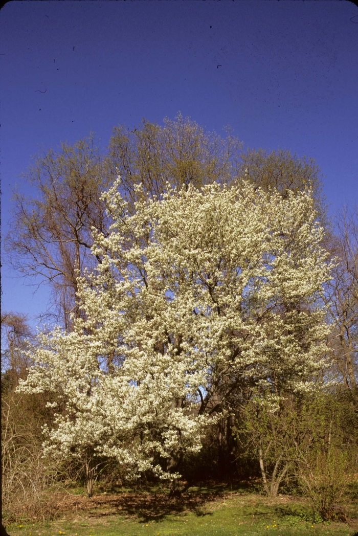 Serviceberry, Shadblow - Amelanchier canadensis from Scotts Garden Centre Serviceberry, Shadblow - Amelanchier canadensis from Scotts Garden Centre