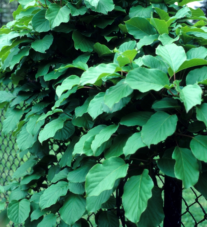 Hardy Kiwifruit - Actinidia arguta from Scotts Garden Centre Hardy Kiwifruit - Actinidia arguta from Scotts Garden Centre