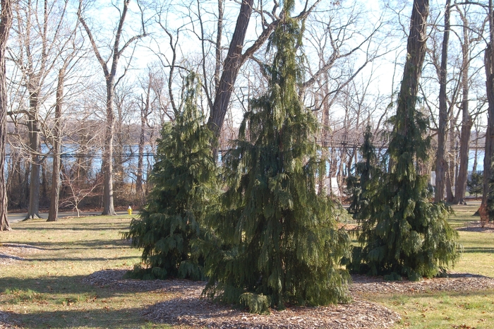 Weeping Nootka False Cypress - Chamaecyparis nootkatensis 'Pendula' from Scotts Garden Centre Weeping Nootka False Cypress - Chamaecyparis nootkatensis 'Pendula' from Scotts Garden Centre
