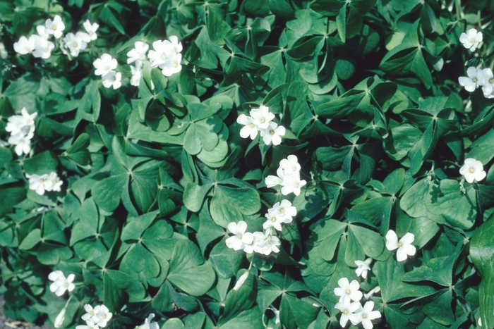 Ornamental Shamrock Green - Oxalis regnellii from Scotts Garden Centre Ornamental Shamrock Green - Oxalis regnellii from Scotts Garden Centre