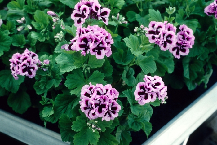 Geranium - Pelargonium domesticum 'Lavender Star' from Scotts Garden Centre Geranium - Pelargonium domesticum 'Lavender Star' from Scotts Garden Centre