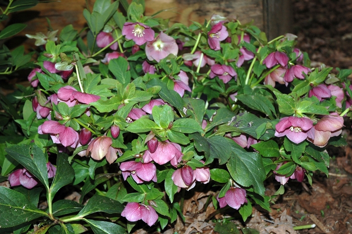 Lenten Rose - Helleborus orientalis 'Royal Heritage' from Scotts Garden Centre Lenten Rose - Helleborus orientalis 'Royal Heritage' from Scotts Garden Centre