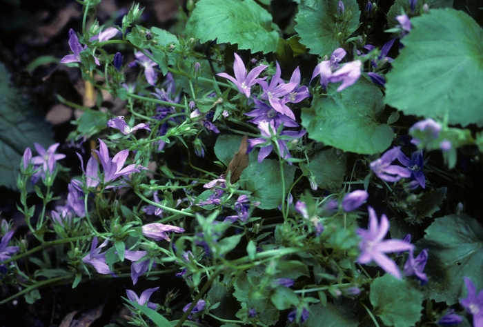 Bellflower - Campanula porscharskyana from Scotts Garden Centre Bellflower - Campanula porscharskyana from Scotts Garden Centre