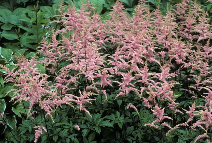 Astilbe - Astilbe x arendsii 'Bressingham Beauty' from Scotts Garden Centre Astilbe - Astilbe x arendsii 'Bressingham Beauty' from Scotts Garden Centre