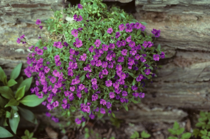 Rock Cress - Aubrietia deltoides Rock Cress - Aubrietia deltoides