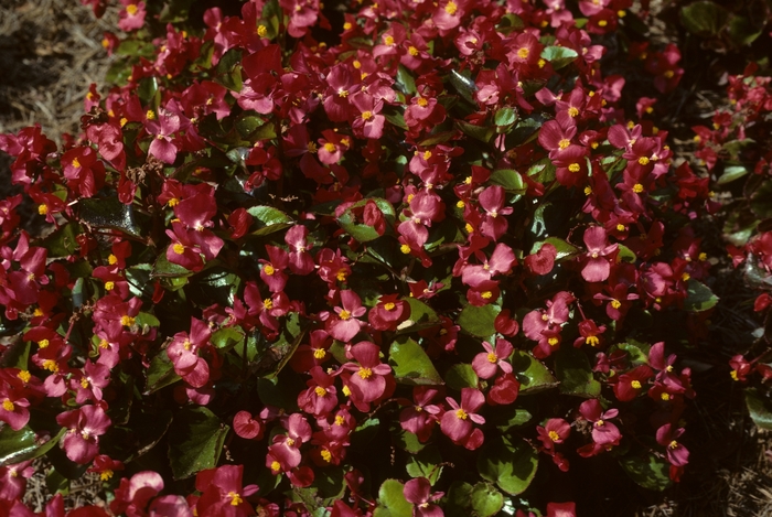 Wax Begonia - Begonia semperflorens-cultorum 'Varsity Scarlet' from Scotts Garden Centre Wax Begonia - Begonia semperflorens-cultorum 'Varsity Scarlet' from Scotts Garden Centre