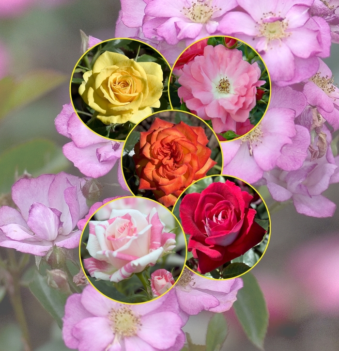 Rose - Multiple Varieties Rose - Multiple Varieties