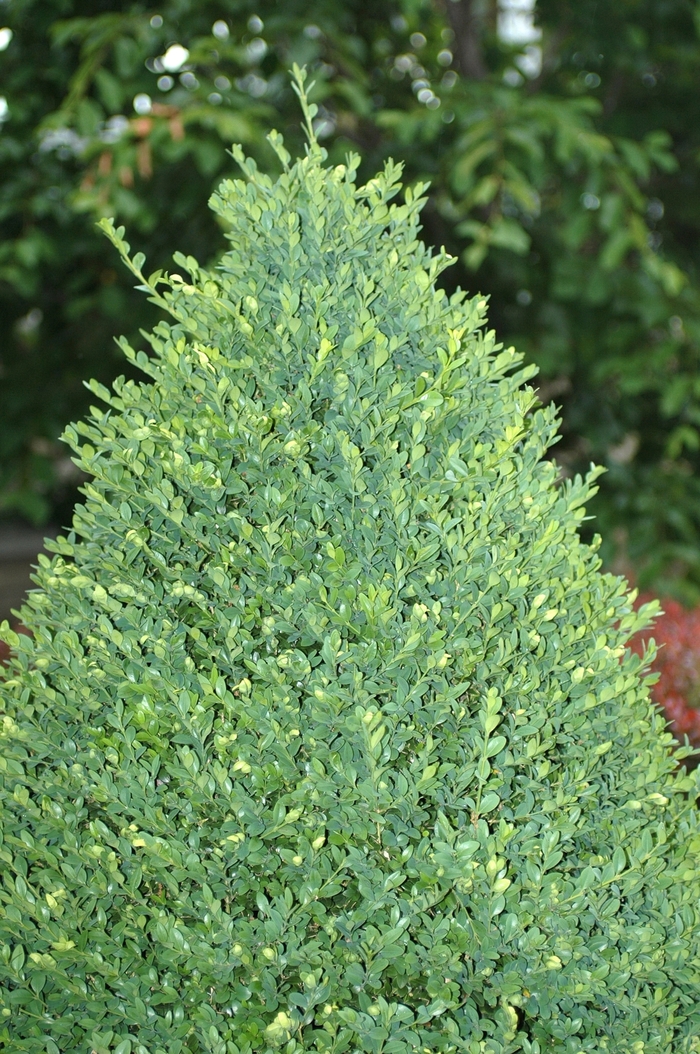 Green Mountain Boxwood - Buxus x 'Green Mountain' from Scotts Garden Centre Green Mountain Boxwood - Buxus x 'Green Mountain' from Scotts Garden Centre