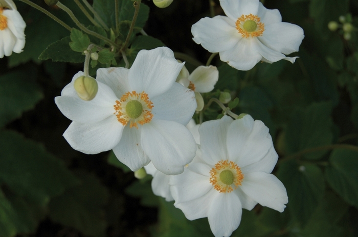 Anemone Honorine Jobert - Anemone x hybrida 'Honorine Jobert' from Scotts Garden Centre Anemone Honorine Jobert - Anemone x hybrida 'Honorine Jobert' from Scotts Garden Centre