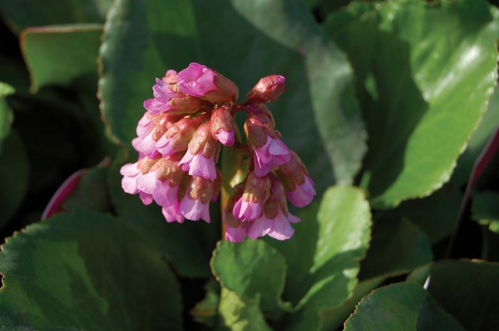 Pigsqueak - Bergenia cordifolia from Scotts Garden Centre Pigsqueak - Bergenia cordifolia from Scotts Garden Centre