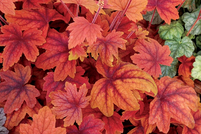 Sweet Tea Foamy Bells - Heucherella 'Sweet Tea' from Scotts Garden Centre Sweet Tea Foamy Bells - Heucherella 'Sweet Tea' from Scotts Garden Centre