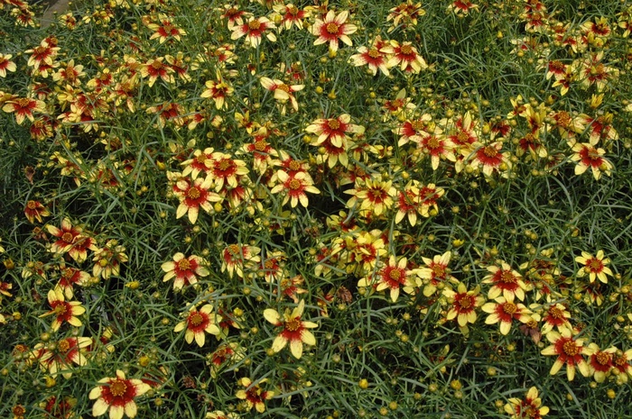 Route 66 Tickseed - Coreopsis verticillata 'Route 66' from Scotts Garden Centre Route 66 Tickseed - Coreopsis verticillata 'Route 66' from Scotts Garden Centre