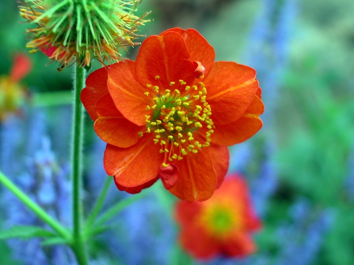 Avens - Geum coccineum 'Borisii' from Scotts Garden Centre Avens - Geum coccineum 'Borisii' from Scotts Garden Centre