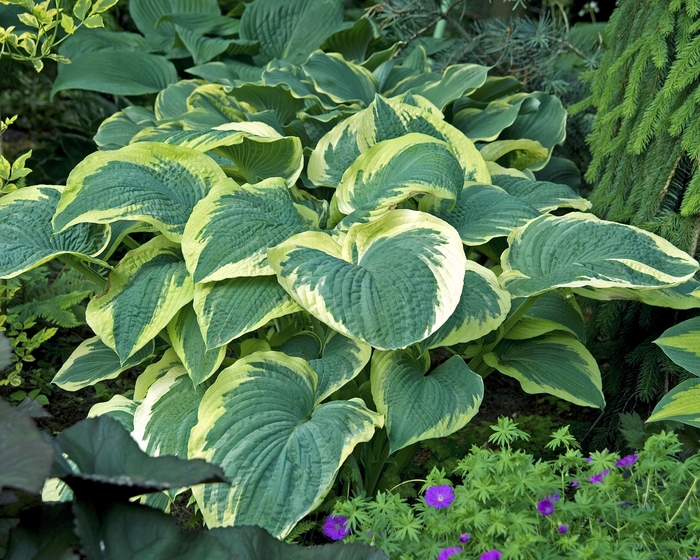 Hosta - Hosta 'Northern Exposure' from Scotts Garden Centre Hosta - Hosta 'Northern Exposure' from Scotts Garden Centre