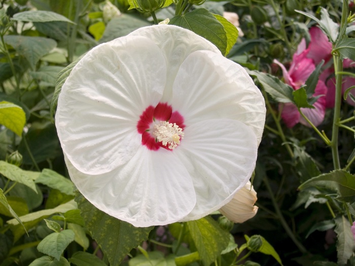 Hardy Hibiscus - Hibiscus moscheutos 'Luna White' from Scotts Garden Centre Hardy Hibiscus - Hibiscus moscheutos 'Luna White' from Scotts Garden Centre
