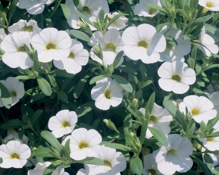 Superbells® Trailing White - Calibrachoa hybrid from Scotts Garden Centre Superbells® Trailing White - Calibrachoa hybrid from Scotts Garden Centre