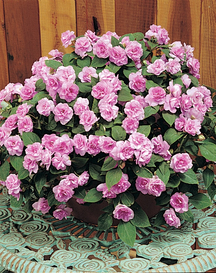Rockapulco® Orchid - Impatiens walleriana 'Double Impatiens' from Scotts Garden Centre Rockapulco® Orchid - Impatiens walleriana 'Double Impatiens' from Scotts Garden Centre