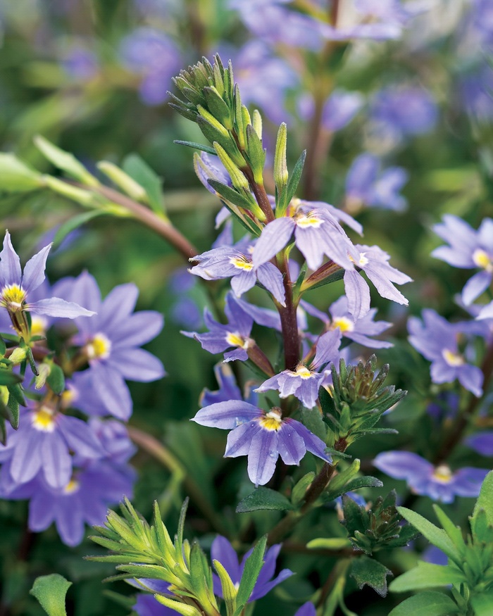 New Wonder® - Scaevola aemula 'Fan Flower' from Scotts Garden Centre New Wonder® - Scaevola aemula 'Fan Flower' from Scotts Garden Centre
