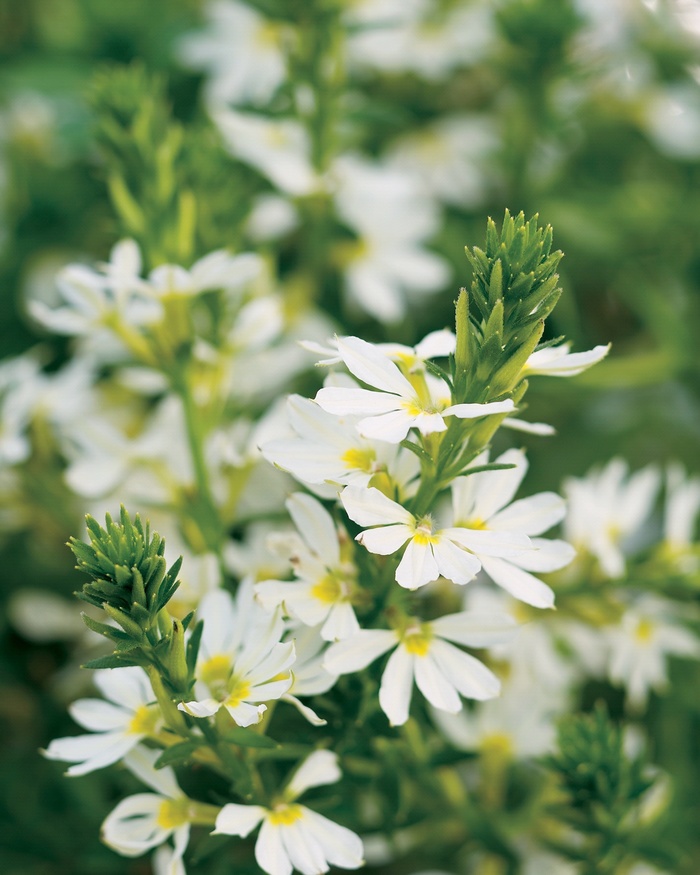 Whirlwind® White - Scaevola hybrid 'Fan Flower' from Scotts Garden Centre Whirlwind® White - Scaevola hybrid 'Fan Flower' from Scotts Garden Centre